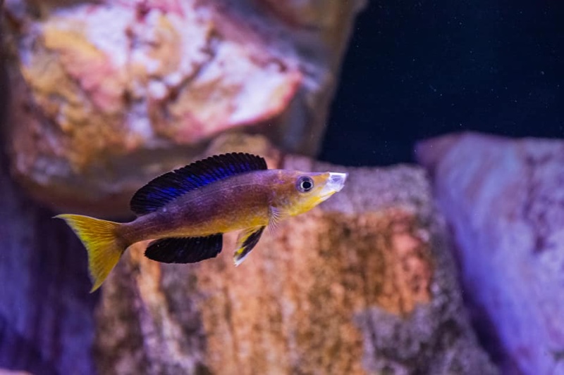 Cyprichromis microlepidotus 'Bulu Point'